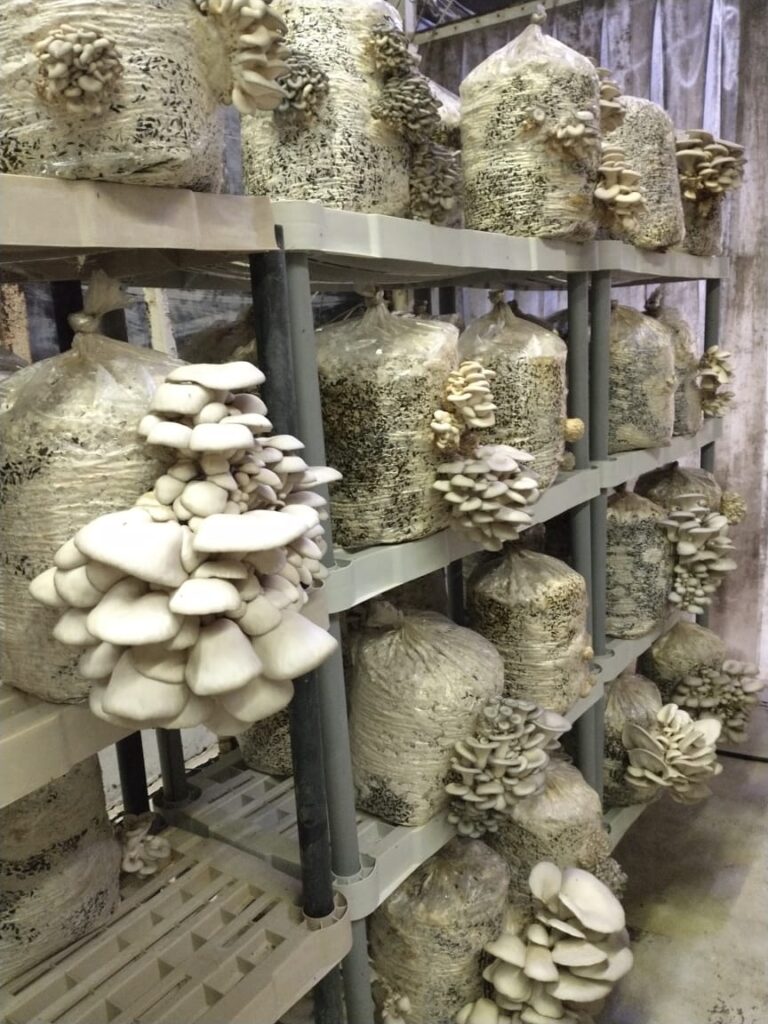 Utilizan hongos para valorizar residuos agroindustriales de La Plata y cuidar el ambiente
