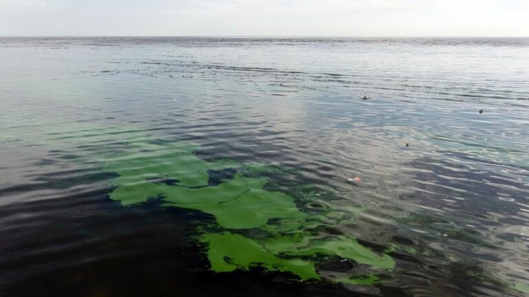 Alerta Naranja por cianobacterias en el Río de la Plata y lagunas bonaerenses