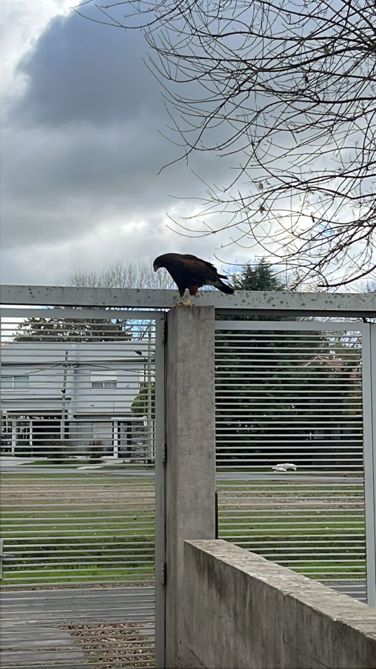 Meten miedo: las aves rapaces ganan terreno en La Plata