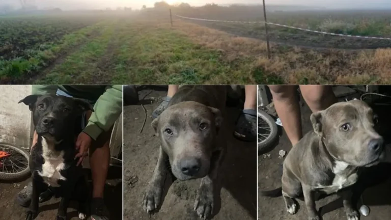 Tragedia en Abasto: un nene de 2 años murió atacado por tres perros pitbull