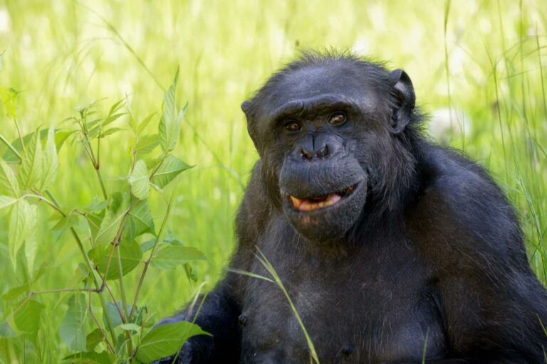 Tristeza: murió Tomy, el histórico chimpancé del ex Zoológico de La Plata